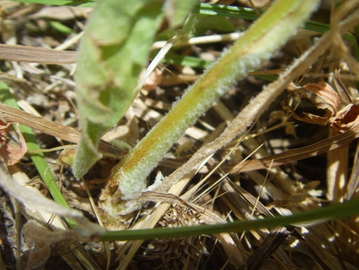 Pianta vellutata - Andryala integrifolia